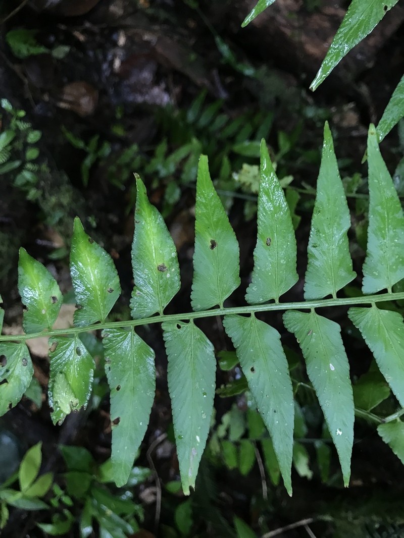 Willowleaf Spleenwort