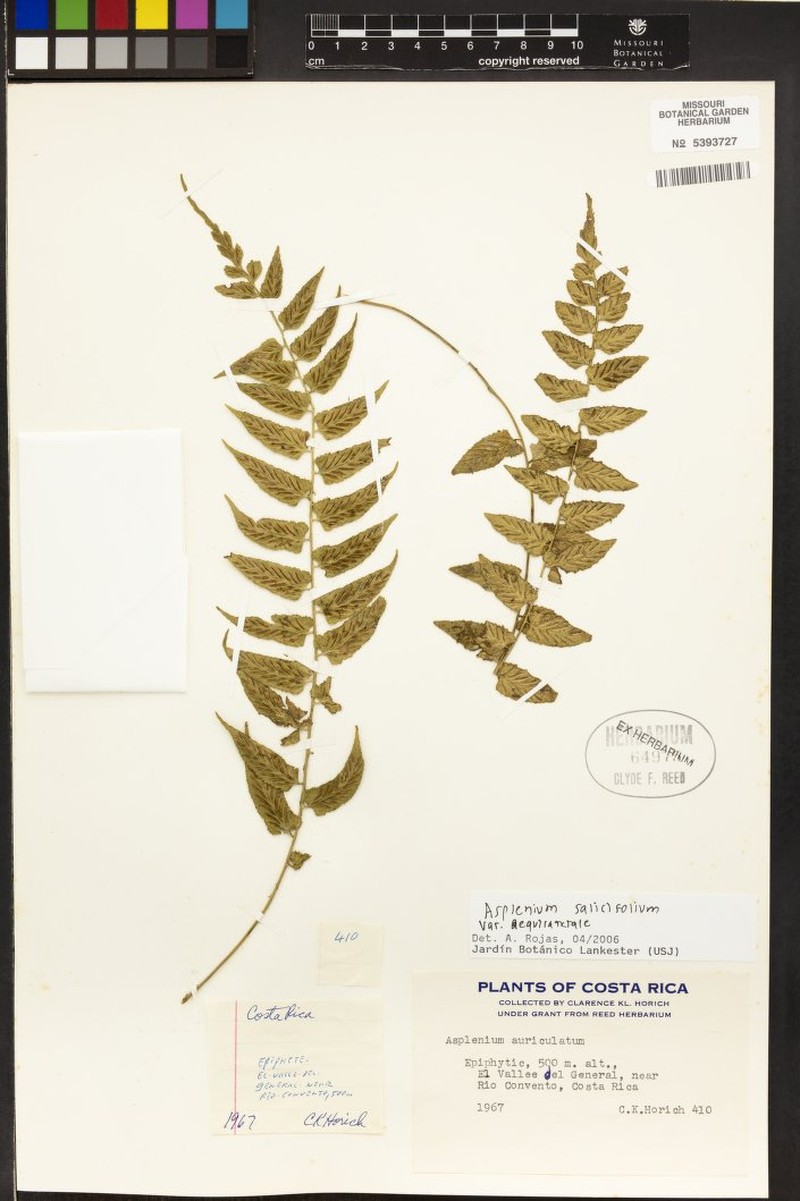 Asplenium salicifolium var. aequilaterale