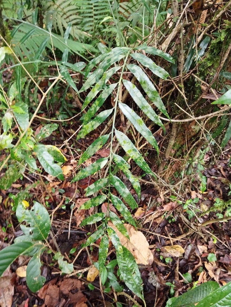 Asplenium salignum photo 4
