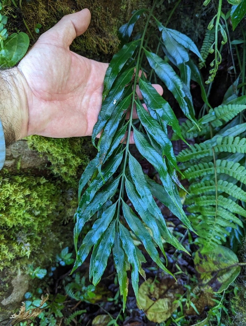 Asplenium salignum photo 5