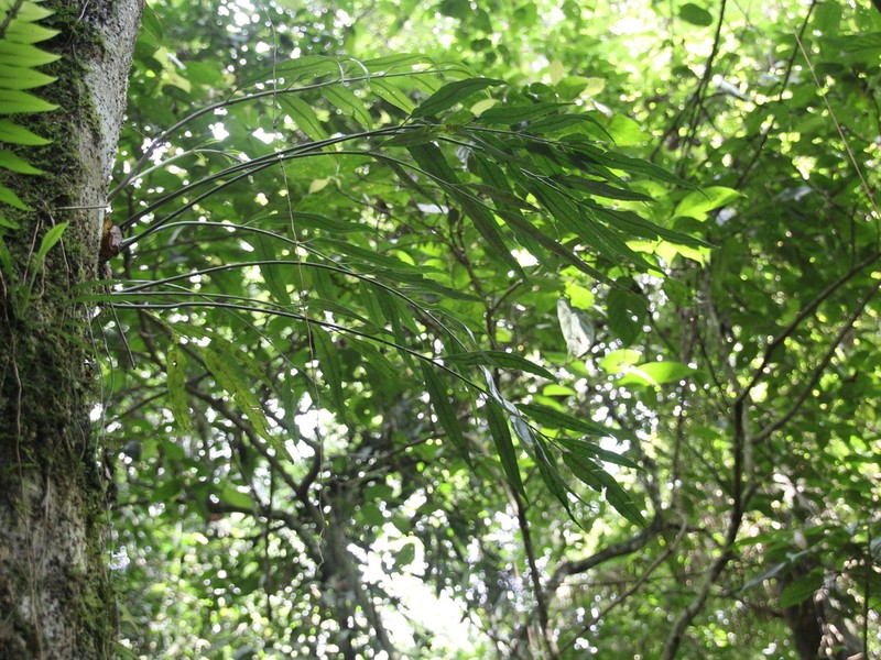 Asplenium salignum photo 6