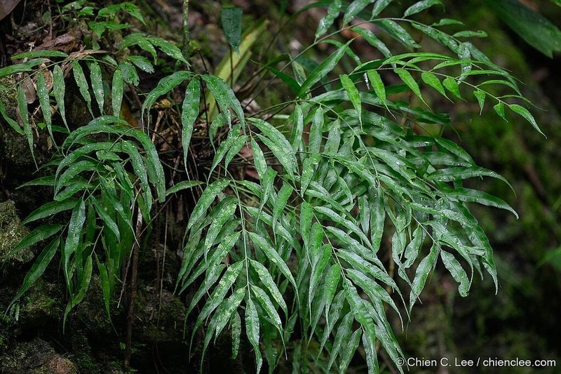 Asplenium salignum photo 7