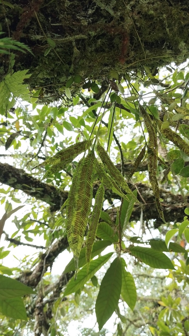 Asplenium salignum photo 8