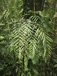 Asplenium salignum