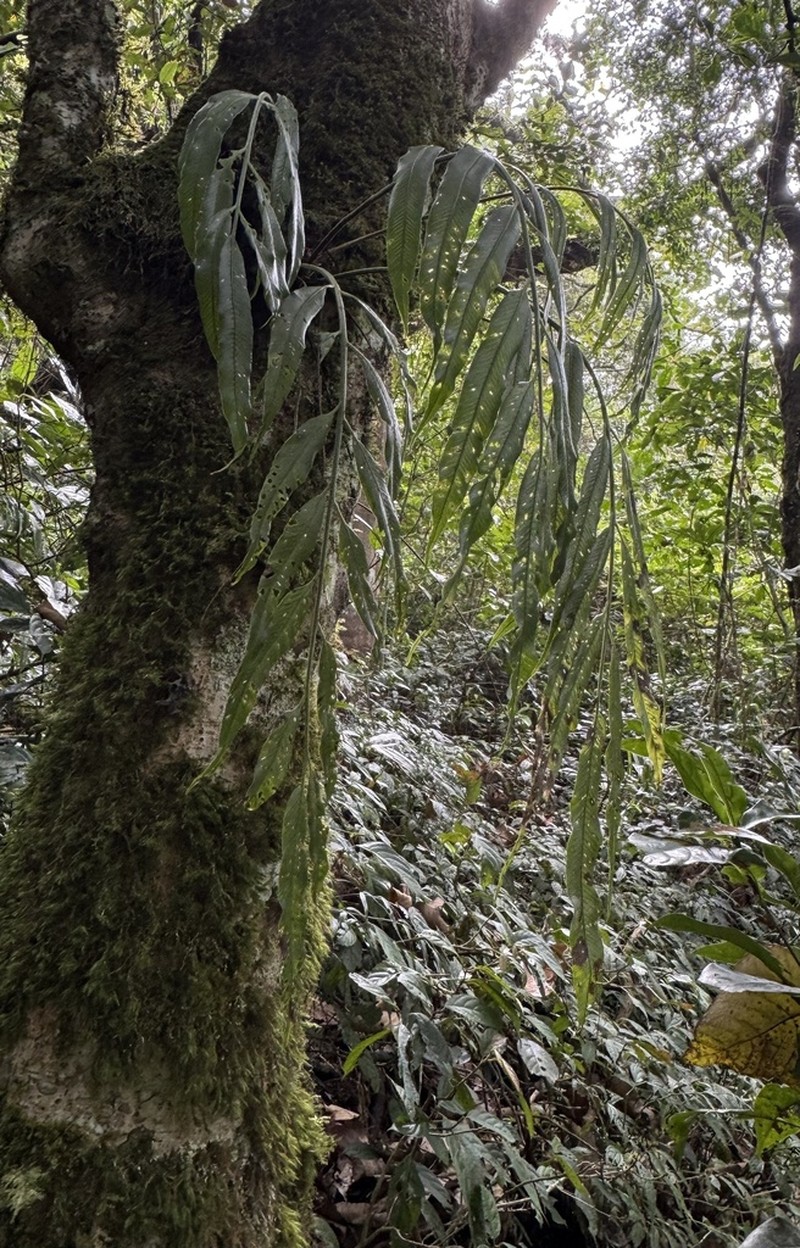Asplenium salignum photo 2