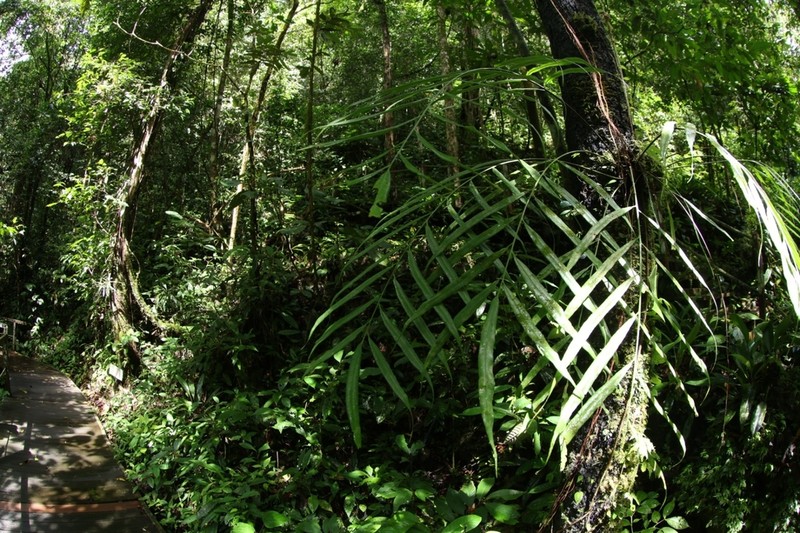 Asplenium salignum photo 3