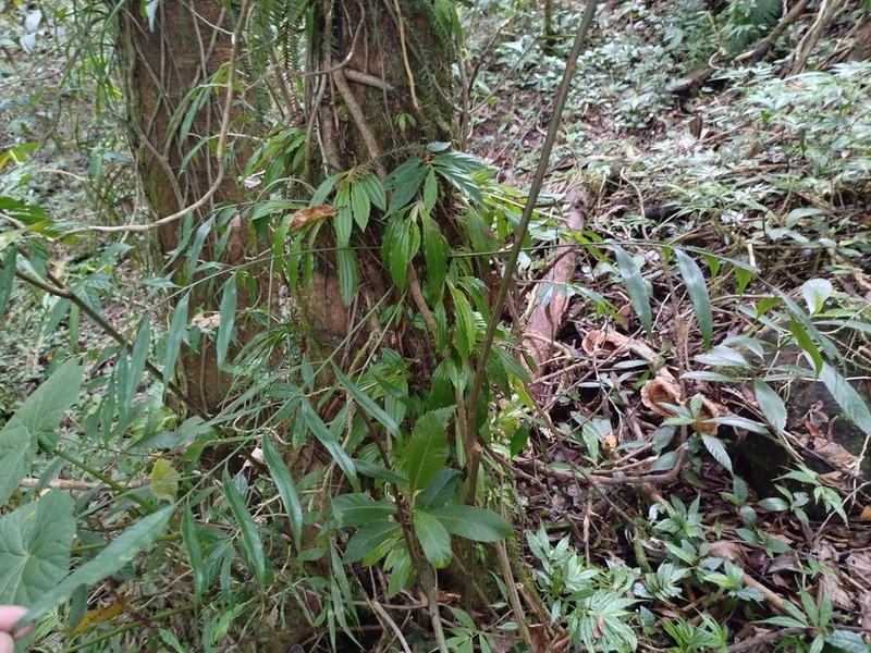 Asplenium salignum photo 4