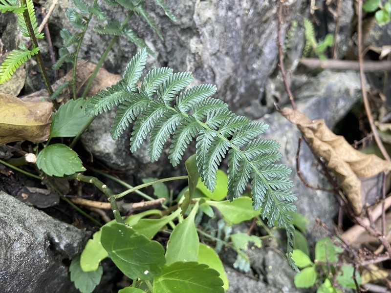 Asplenium sampsonii