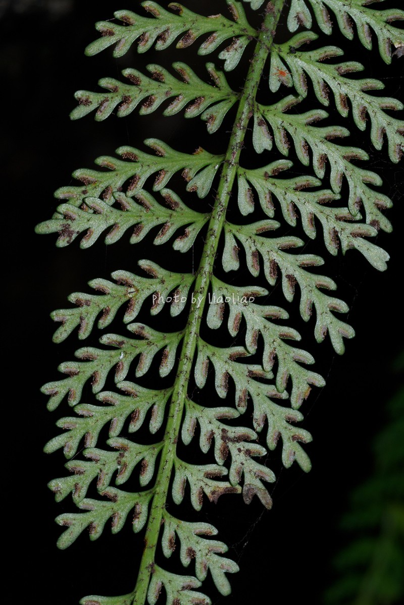 Asplenium sampsonii photo 2