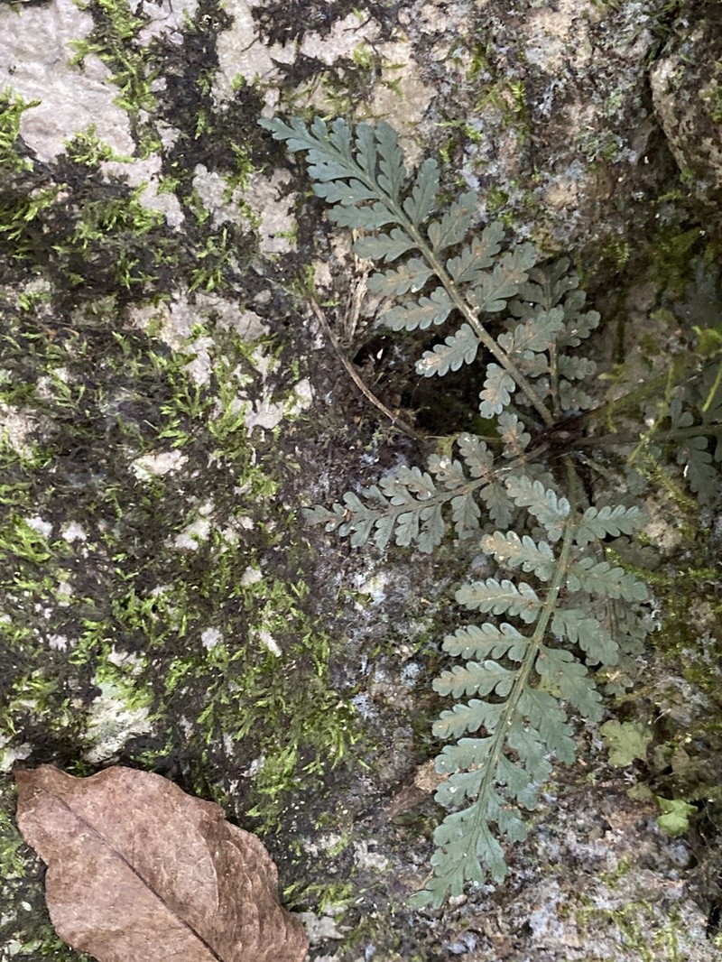 Asplenium sampsonii photo 3