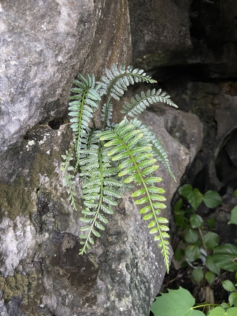 Asplenium sampsonii photo 4