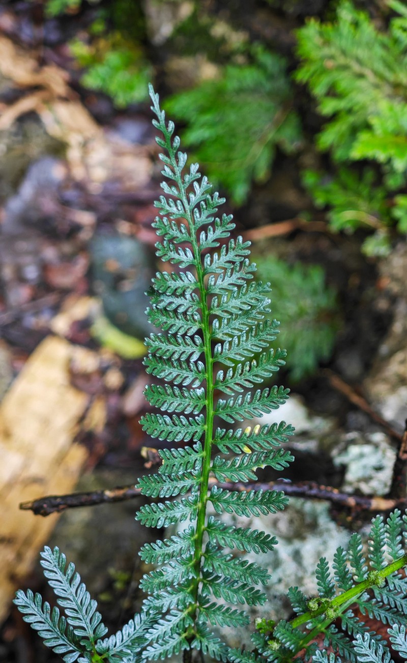 Asplenium sampsonii photo 5