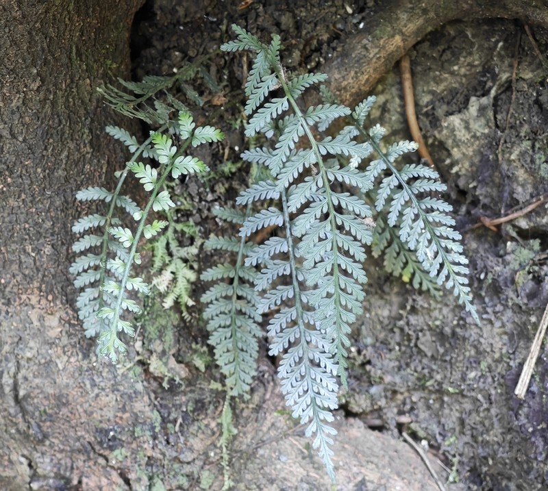 Asplenium sampsonii photo 6