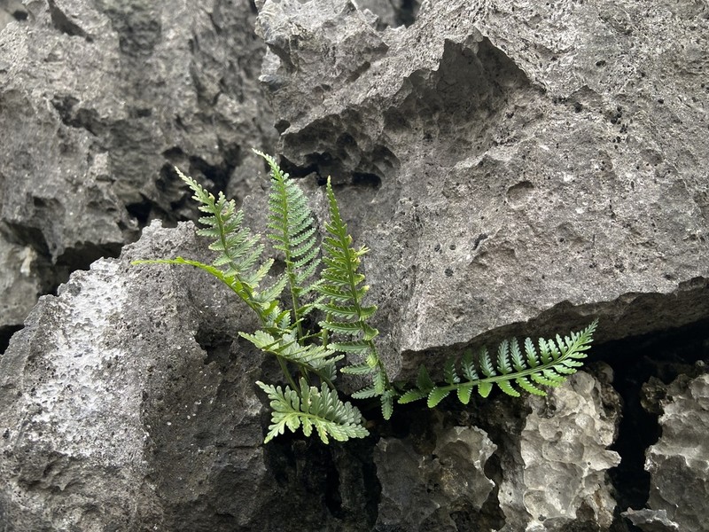 Asplenium sampsonii photo 7
