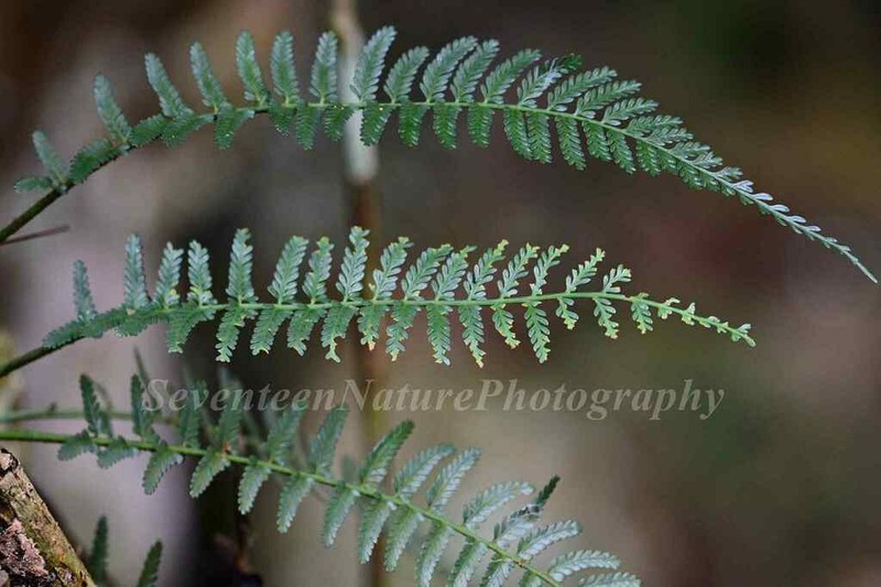 Asplenium sampsonii photo 8