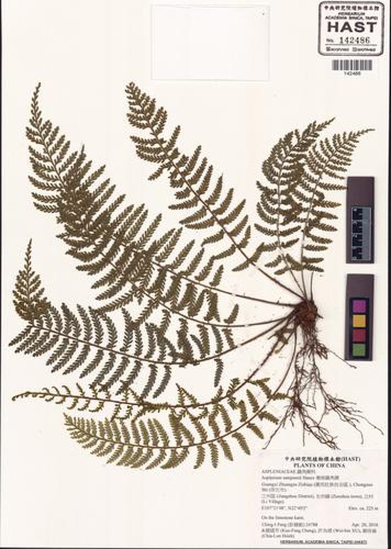 Asplenium sampsonii