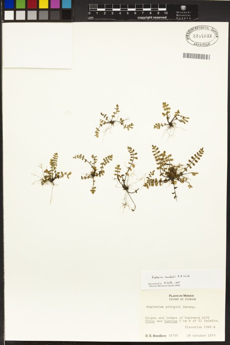 Asplenium sanchezii photo 2