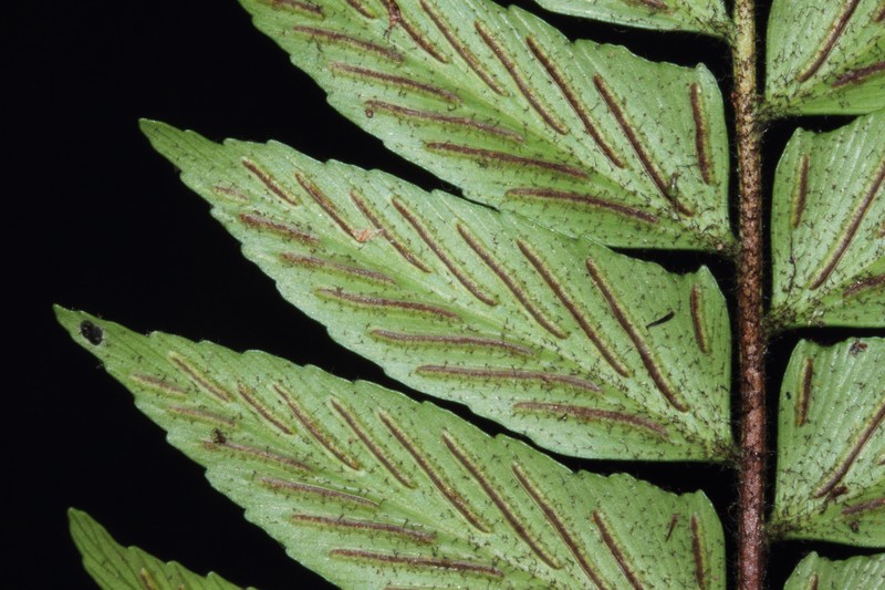 Asplenium sancti-christofori