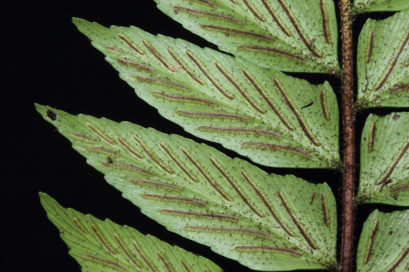 Asplenium sancti-christofori photo 2