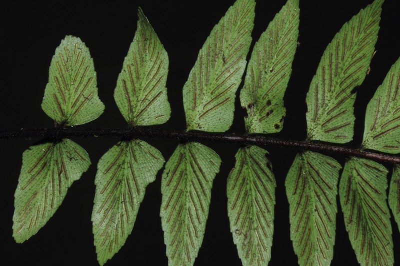 Asplenium sancti-christofori photo 3