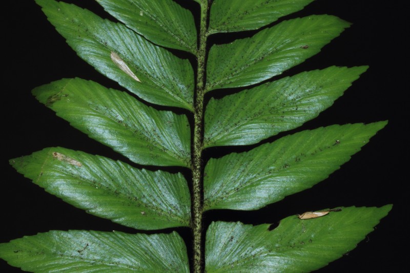 Asplenium sancti-christofori photo 4
