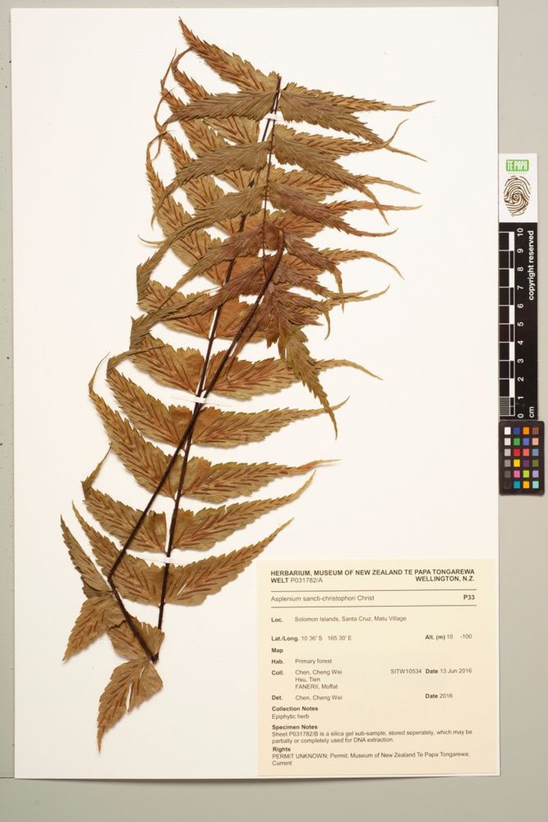 Asplenium sancti-christofori photo 5