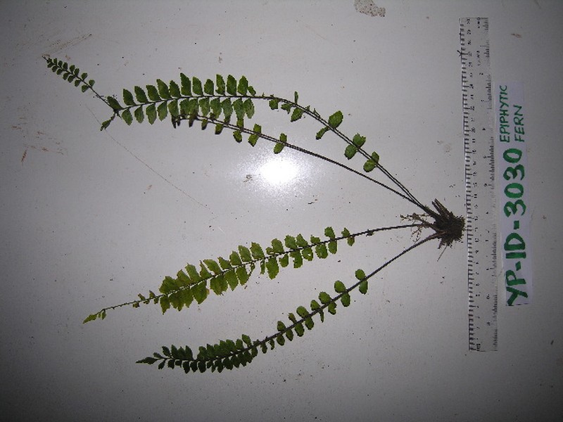 Asplenium sancti-christofori photo 6