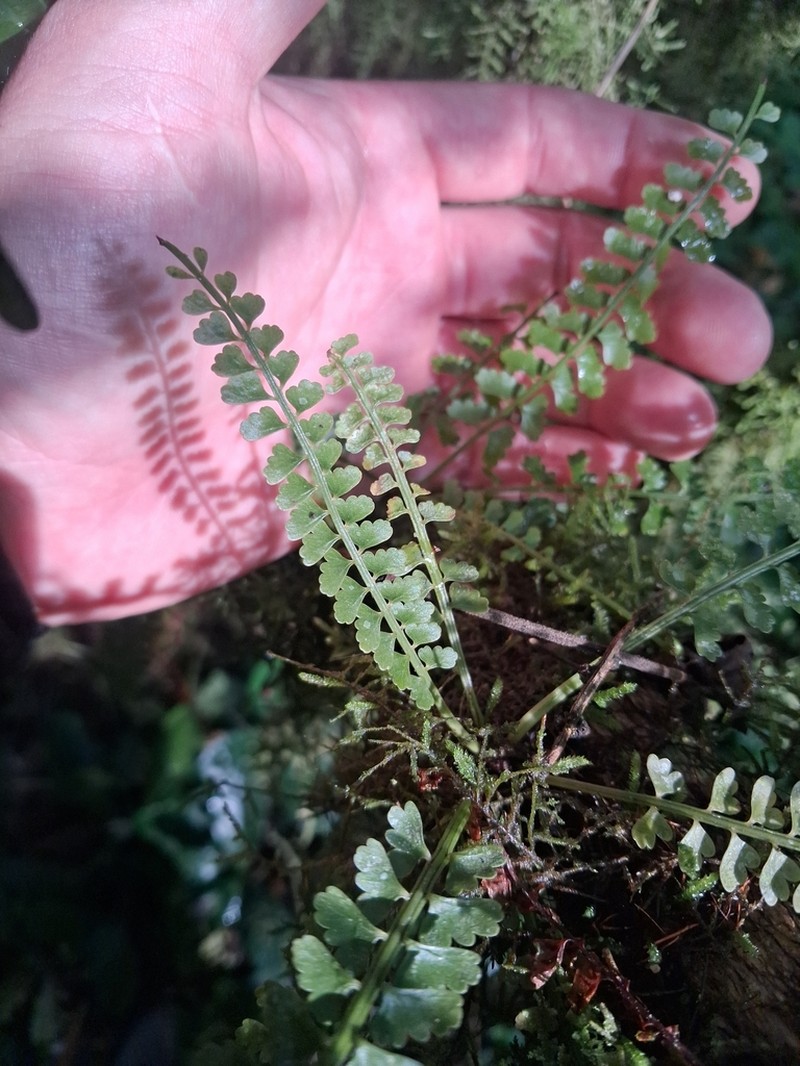 Asplenium sandersonii photo 3