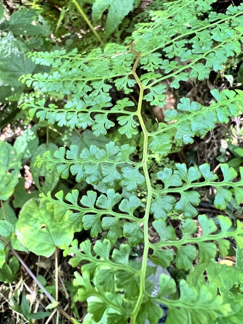 Asplenium sandersonii photo 4