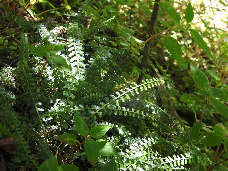 Asplenium sandersonii photo 5