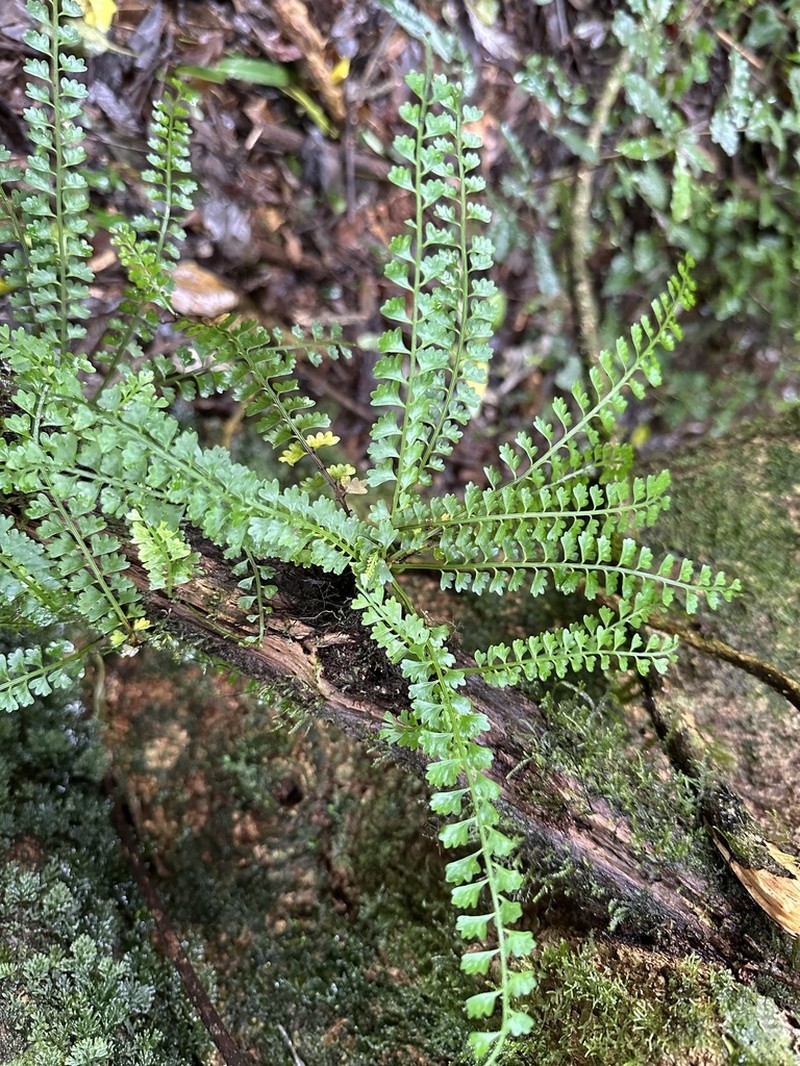 Asplenium sandersonii photo 6
