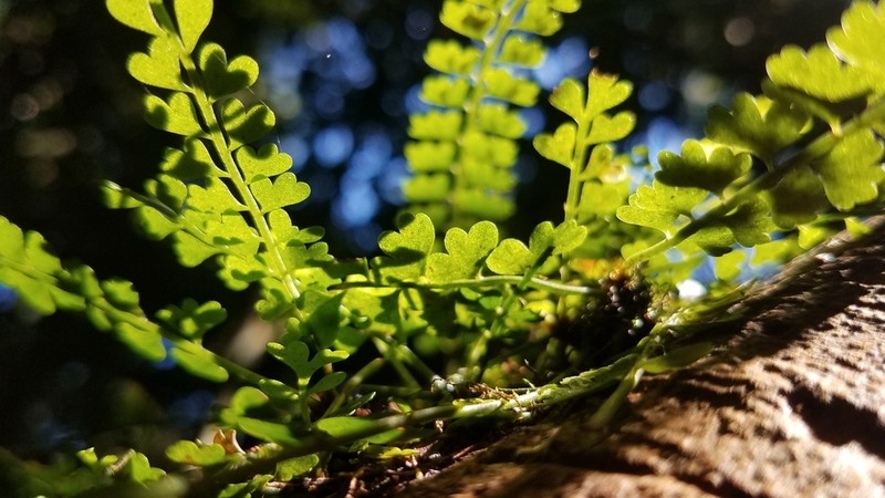 Asplenium sandersonii photo 7