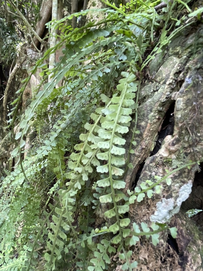 Asplenium sandersonii photo 8