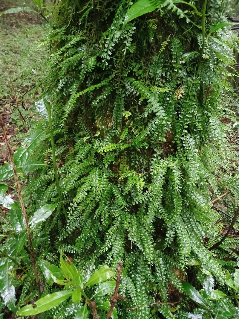 Asplenium sandersonii