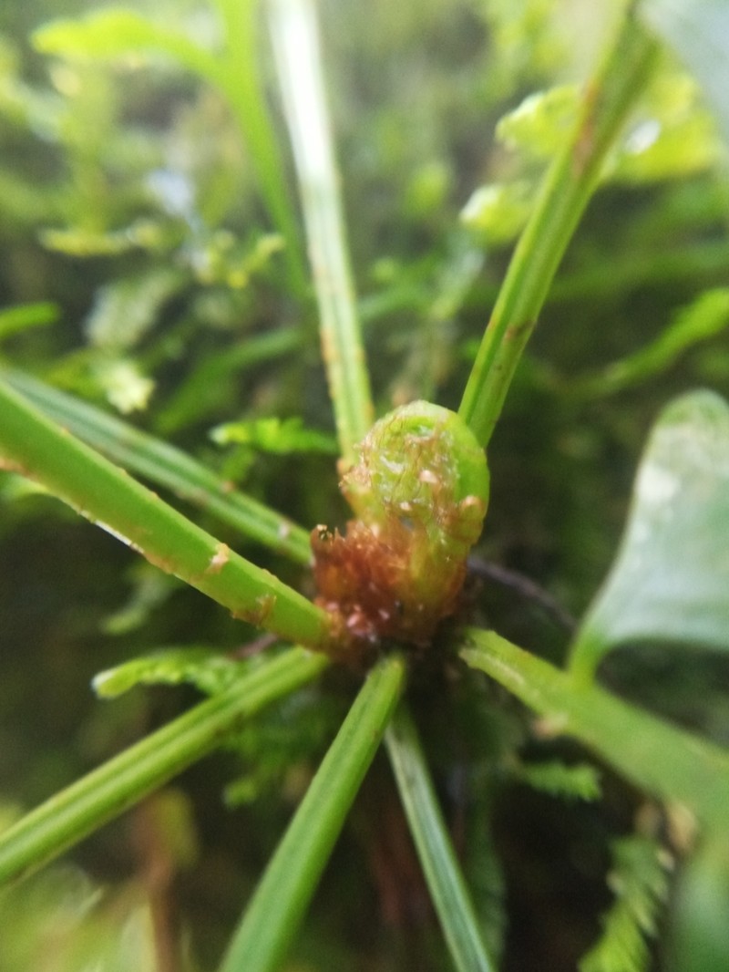 Asplenium sandersonii photo 2