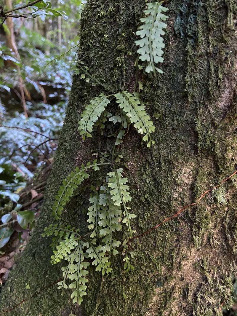 Asplenium sandersonii photo 3
