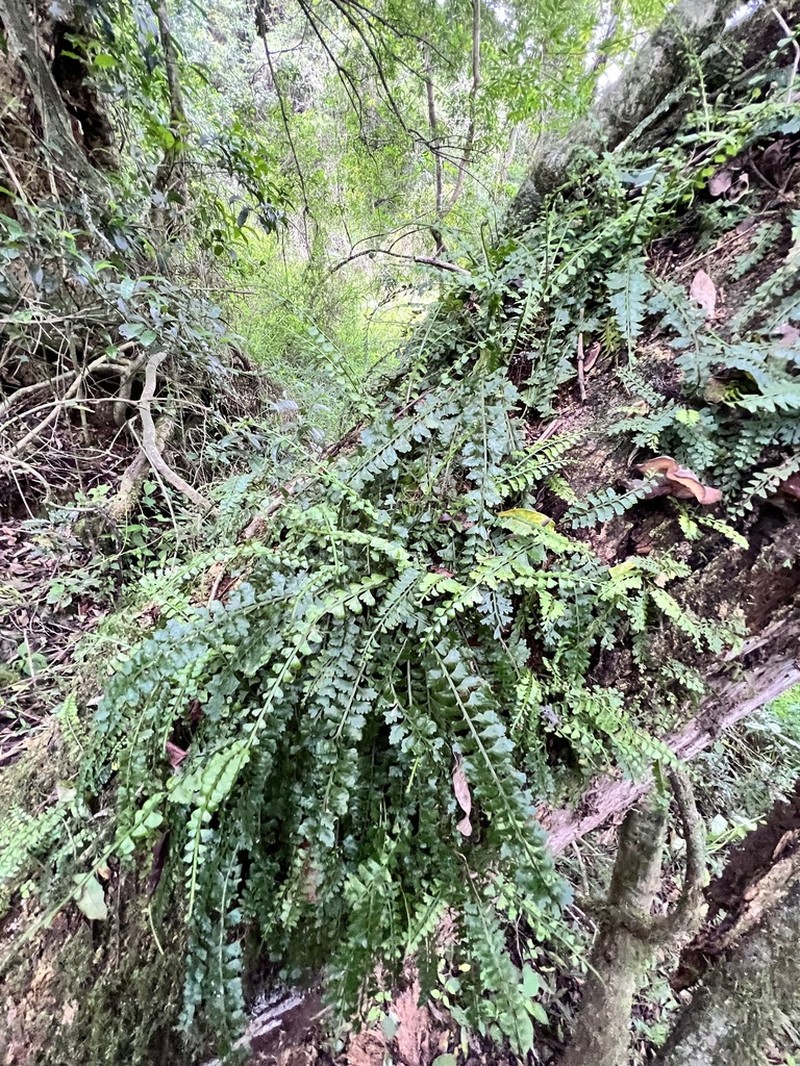 Asplenium sandersonii photo 4