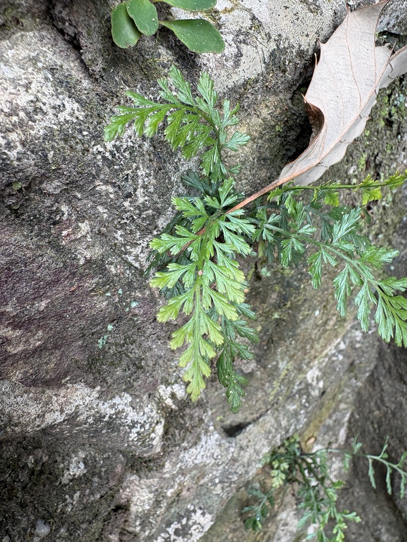 Asplenium sarelii photo 2