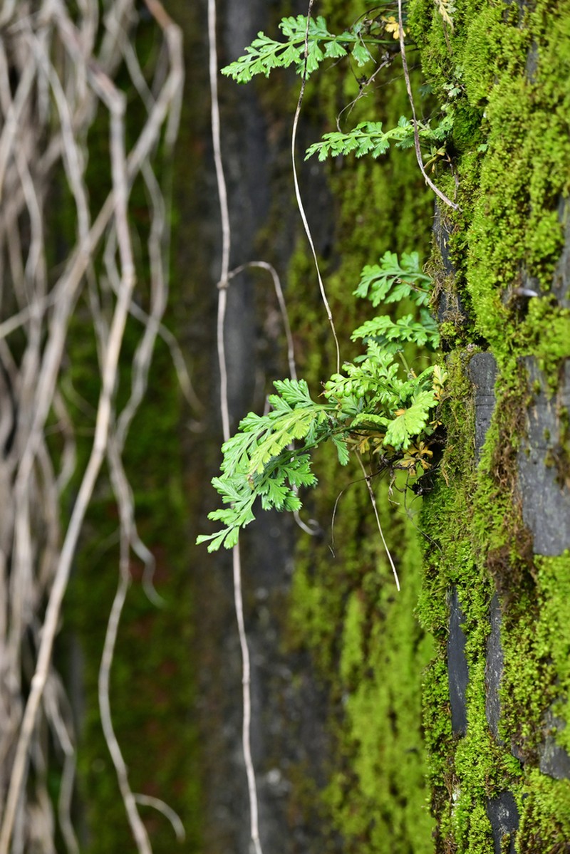 Asplenium sarelii photo 3