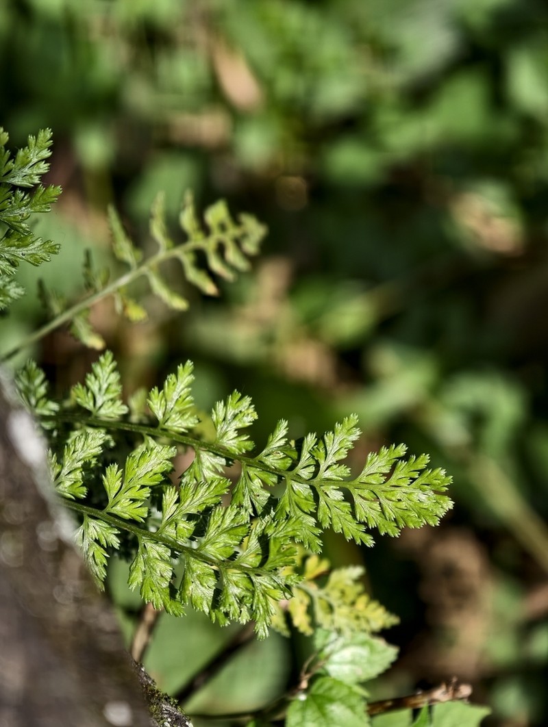 Asplenium sarelii photo 4
