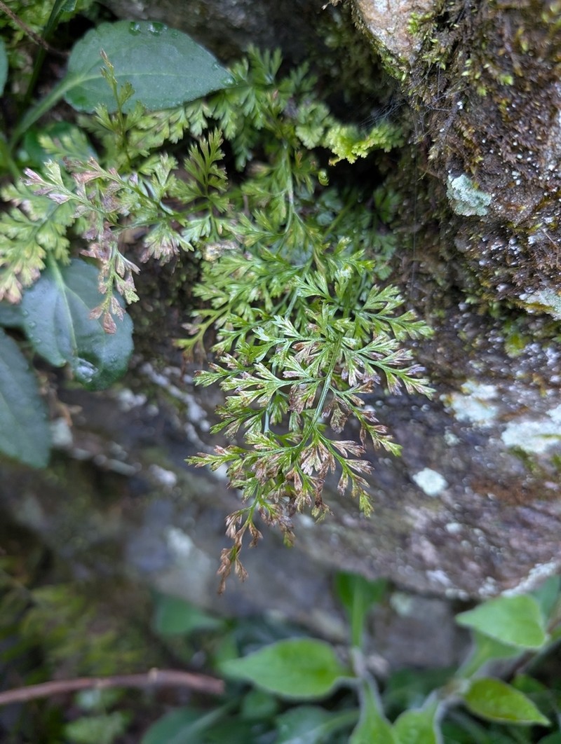 Asplenium sarelii photo 5