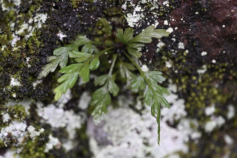 Asplenium sarelii photo 6