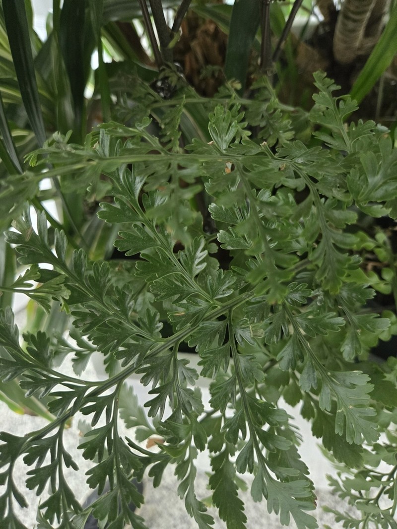 Asplenium sarelii photo 7