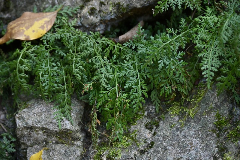 Asplenium sarelii photo 8