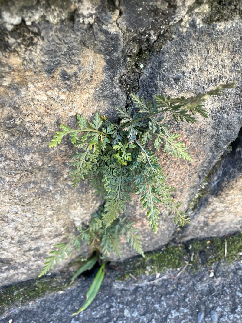 Asplenium sarelii subsp. pekinense