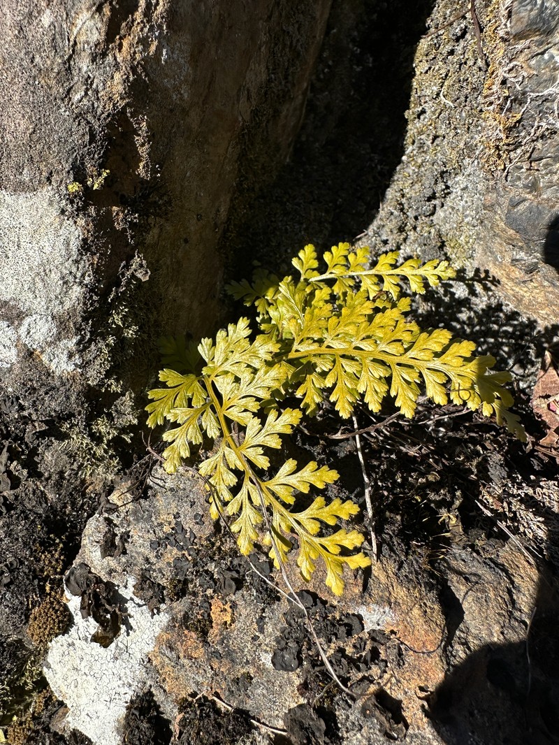 Asplenium sarelii subsp. pekinense photo 2