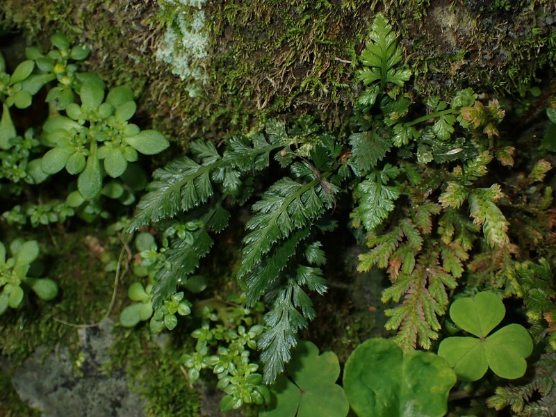 Asplenium sarelii subsp. pekinense photo 3