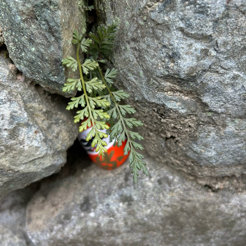 Asplenium sarelii subsp. pekinense photo 4