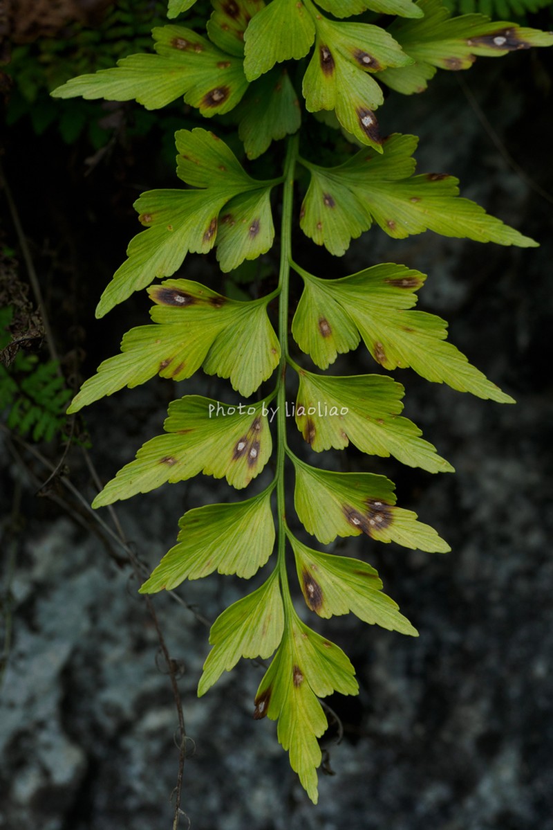 Asplenium saxicola photo 2