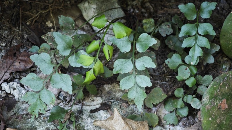 Asplenium saxicola photo 3